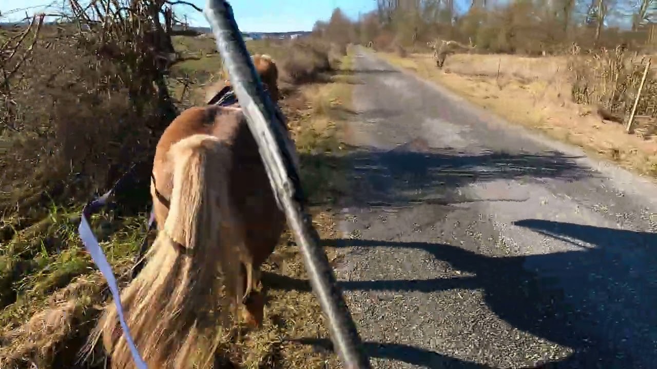 Running with ponys - Short video #142