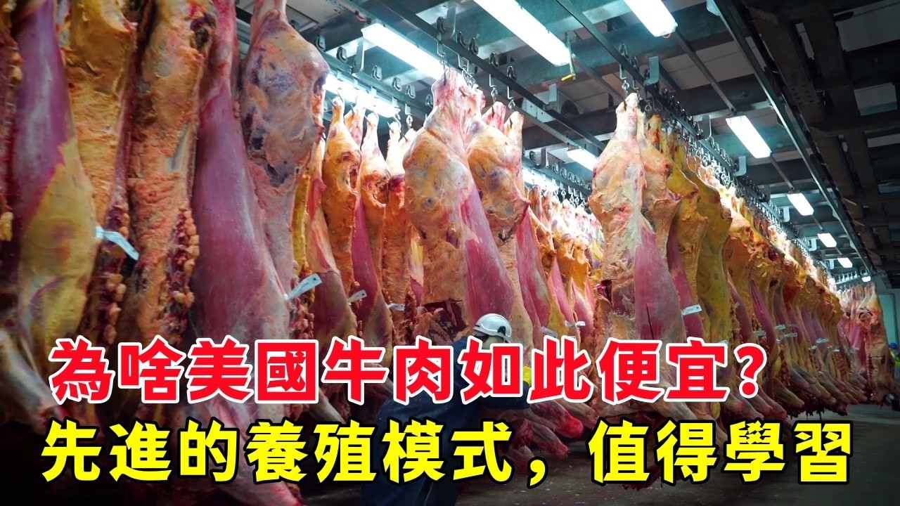 為啥美國牛肉如此便宜？離不開先進的養殖模式，值得學習！| 美國養牛 | 牛肉 | 養牛技術 |