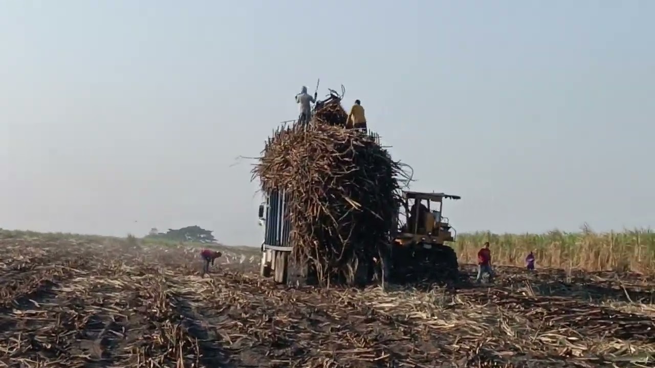 Alza de caña de azúcar para el ingenio del modelo, cardel Veracruz México