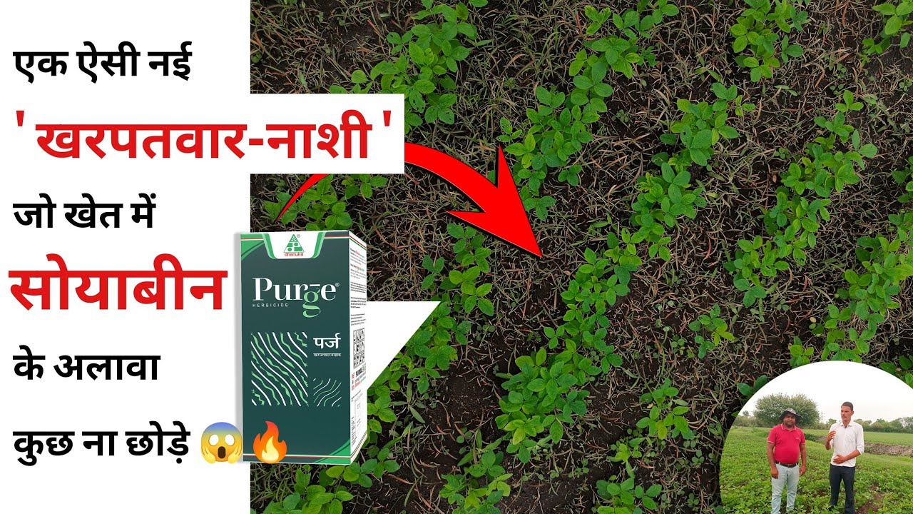 PURGE / Dhanuka 🔥 -  सोयाबीन मे सब तरह की  खरपतवार का गजब समाधान 🔥 #soyabean #dhanuka