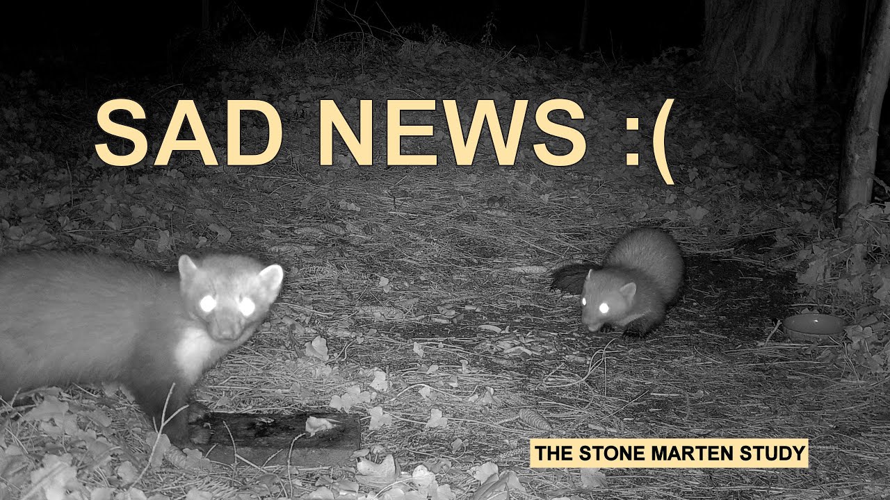 A tragic end, and maybe a new beginning?  (Stone marten family/Steinmarder/Husmår)