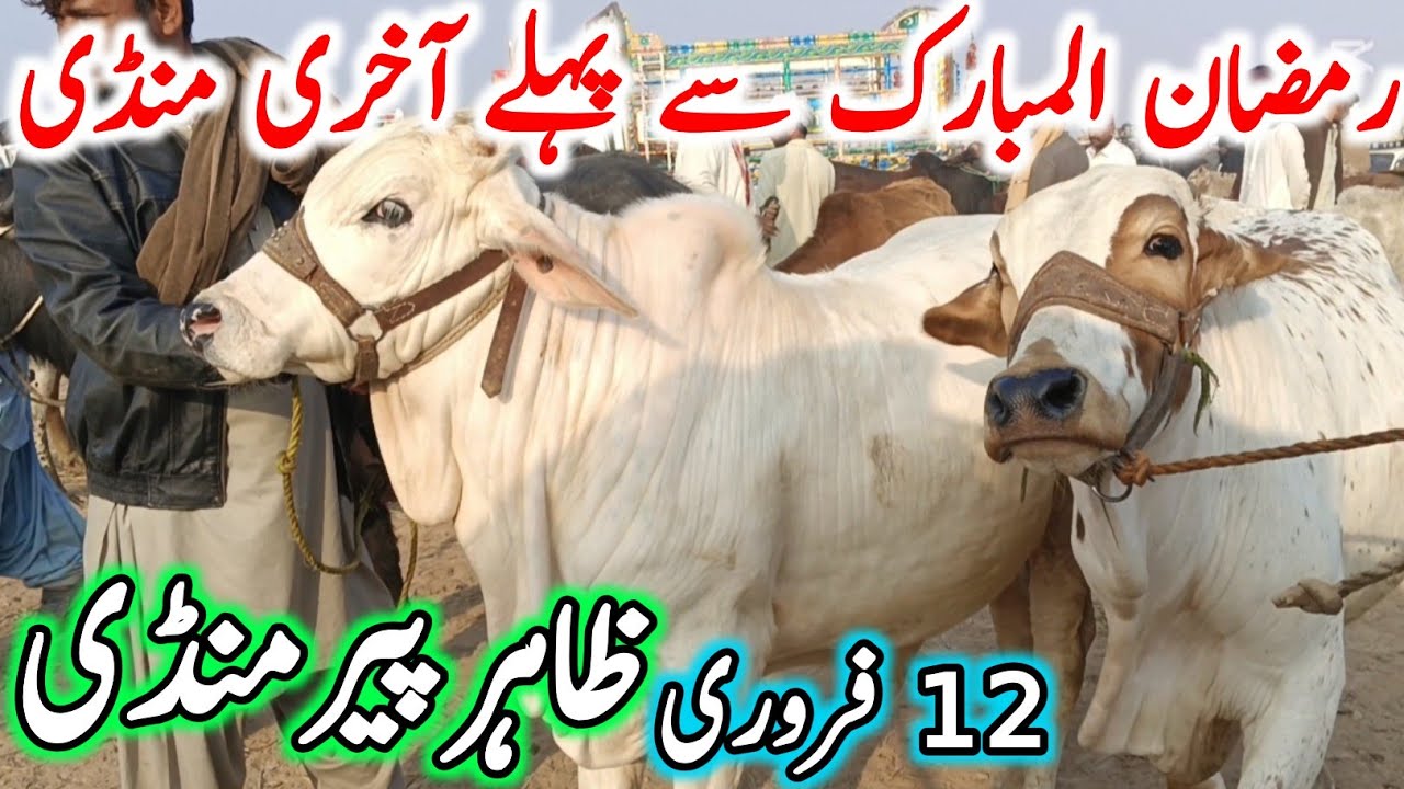 Zahir Pir Cow Mandi 2026 | Chand TV Punjab Farming | Cholistani Ablk Sahiwal Bachre | Cow Mandi 2025