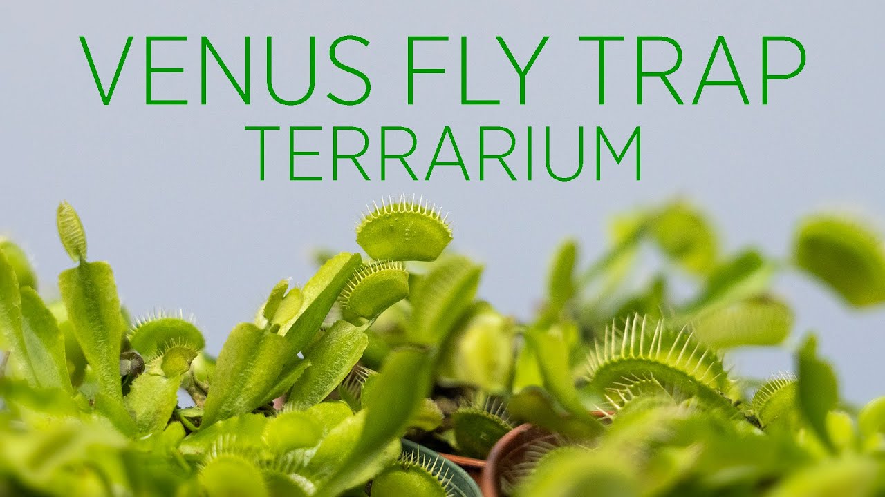 VENUS FLY TRAP TERRARIUM #terrarium #venusflytrap