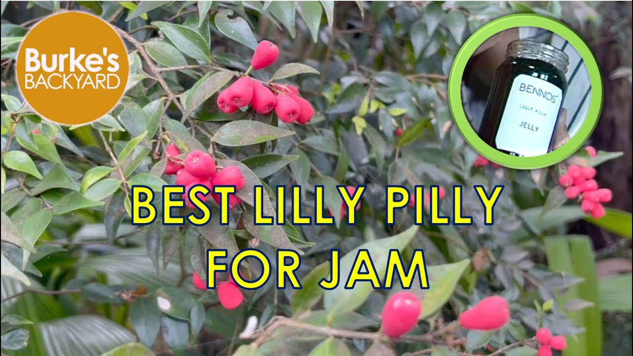 Best Lilly Pilly for Jam (& a good hedge!)