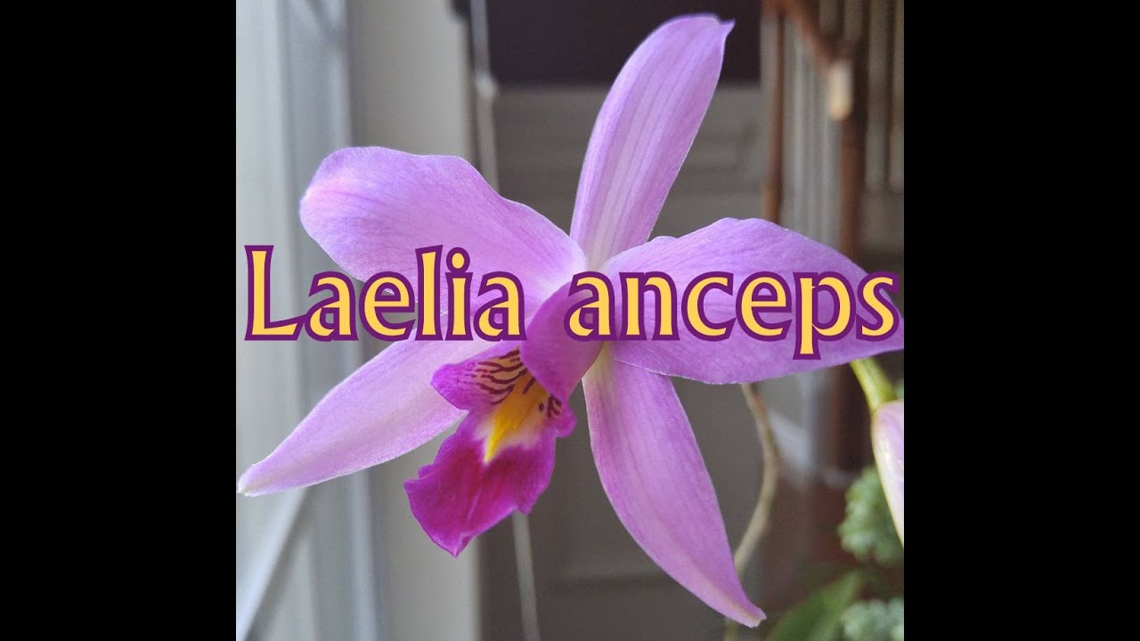 Laelia anceps