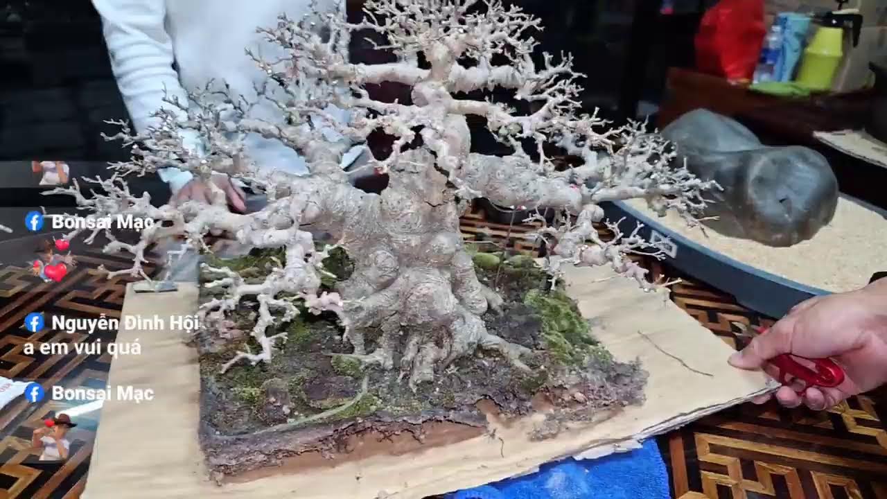 Phát trực tiếp của Bonsai Mạc Nam Định