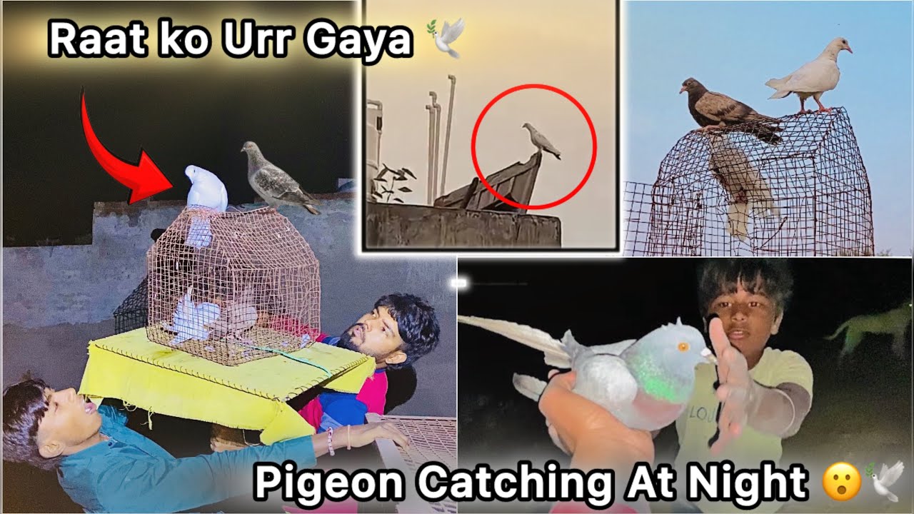 Chatri Pr Pakdne Lage Bacha 🤑 || Raat ko Bhag Gaya 🕊️ || Big Loss Hogya 😮