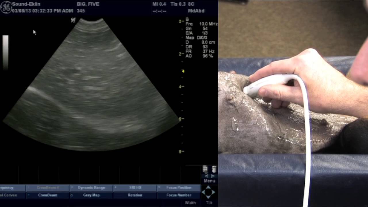 Introduction to Veterinary Ultrasound Liver Scanning Section 2