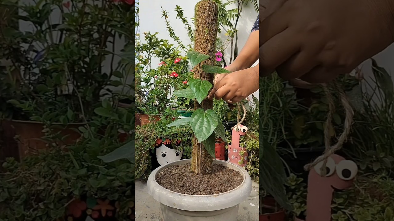 How to Grow Betel Leaf Plant at Home/Repotting/Moss Stick #gardening #plants