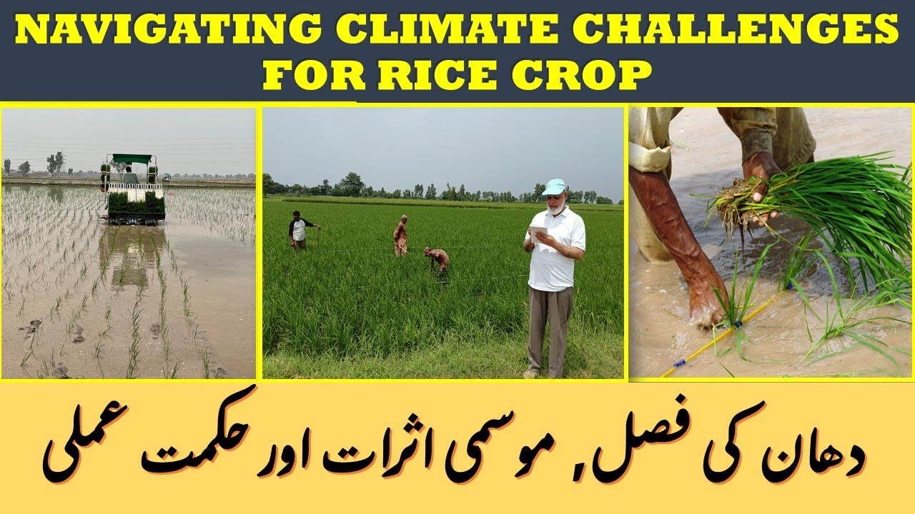 NAVIGATING CLIMATE CHALLENGES FOR RICE CROP (Urdu/Hindi/Punjabi) #climatechange