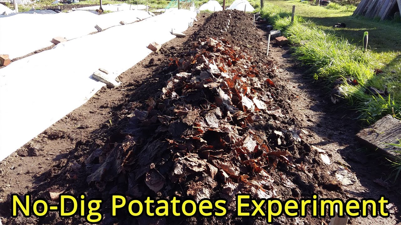 No-Dig Potatoes Experiment