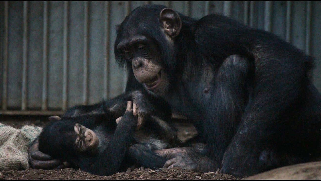 Seli and Mutai won't leave baby Maka alone