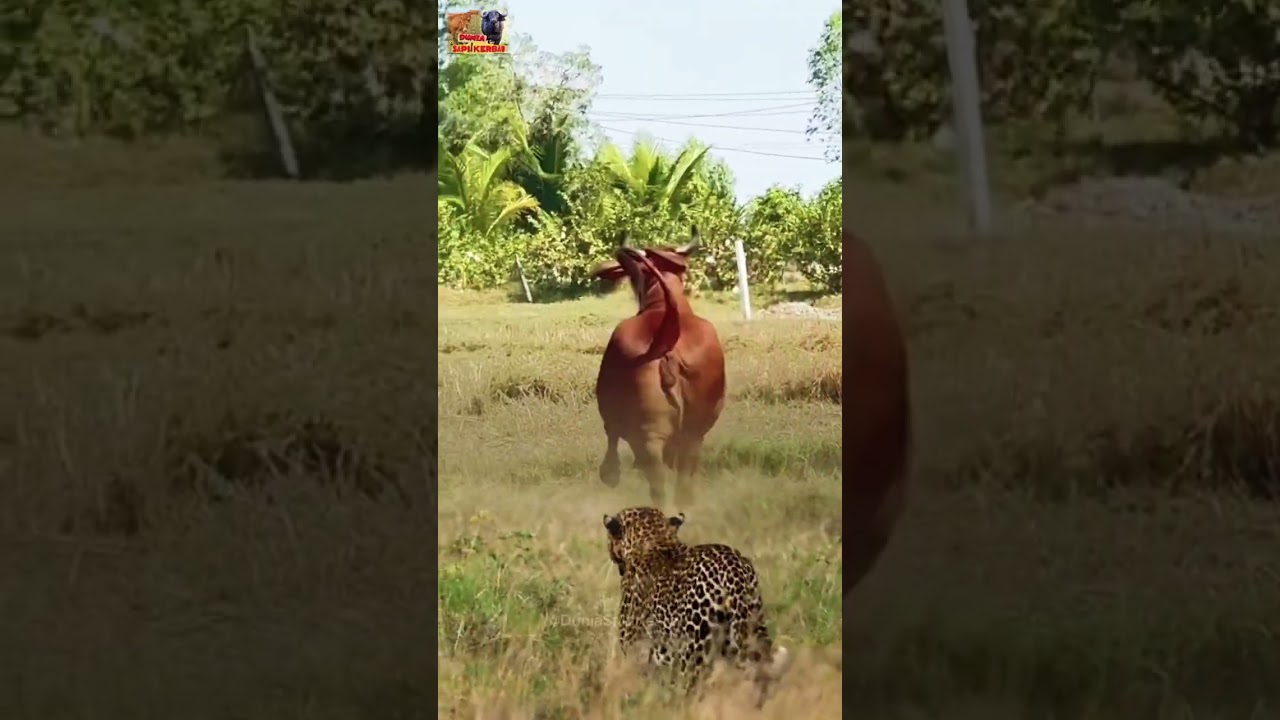 Ketegangan di Alam liar Sapi di Kejar Macan tutul #sapi #leopard