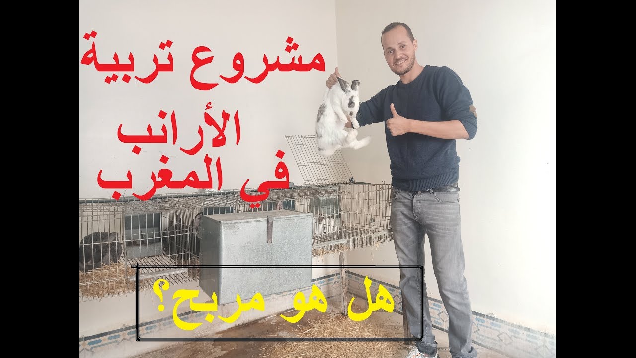 تربية الأرانب : أهم الأمور التي يجب عليك معرفتها قبل البدأ في مشروع