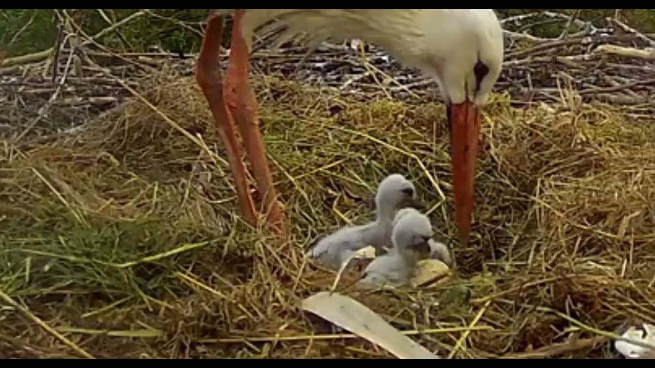 3 Küken Gerda bei der Fütterung