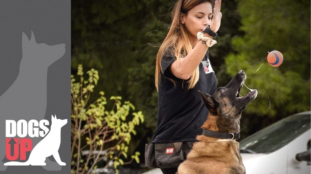 Μαλινουά Εξελιγμένη Υπακοή Αρετή και Ανού
