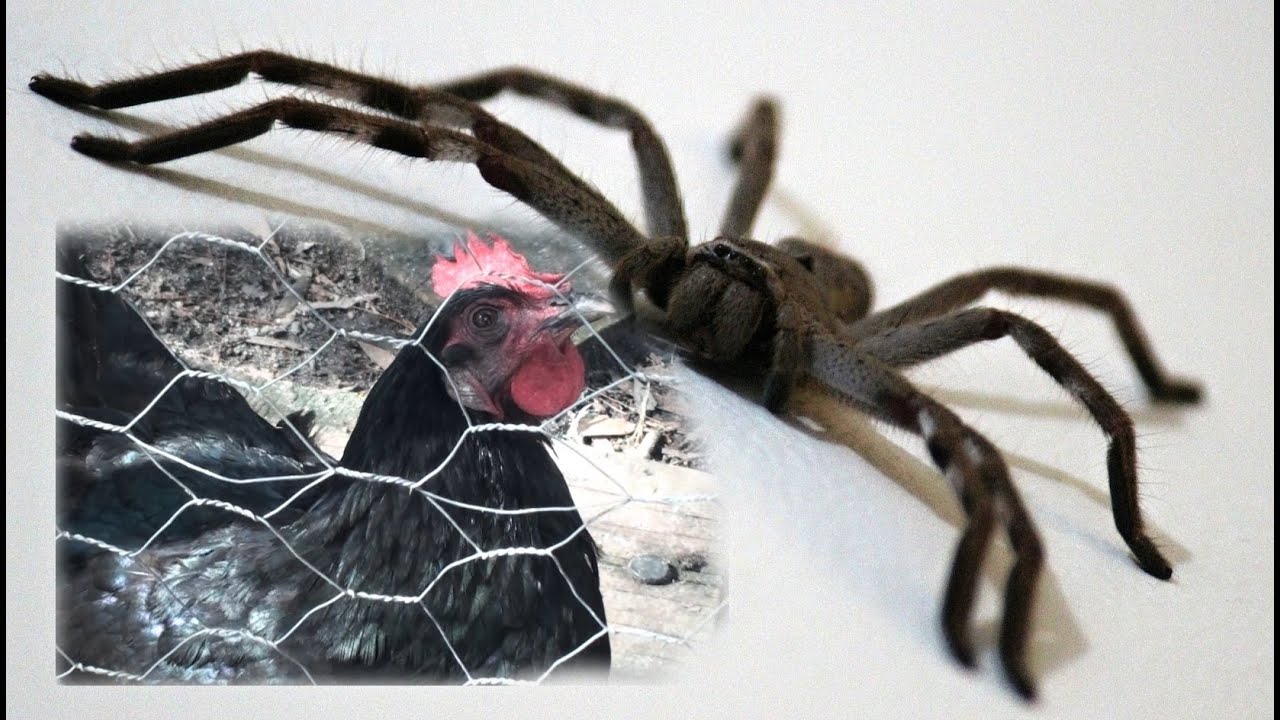 Proof Chickens ARE Smart