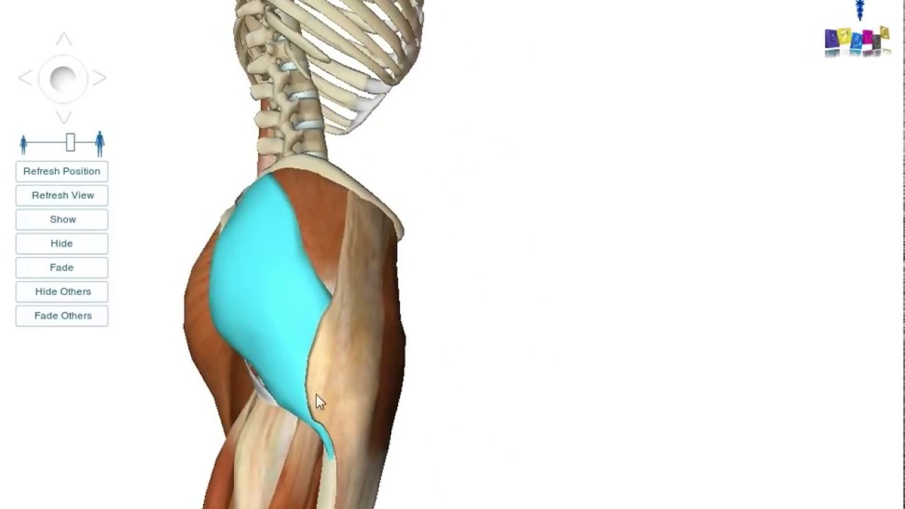 Le membre inférieur : les muscles de la région fessière