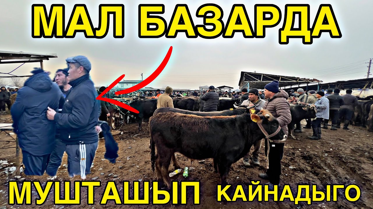 Мал базар да Урушуп 😡УРГАЧЫ ТОРПОК СУУДАЙ КЕТТИ #жалалабадмалбазары #атбазар 