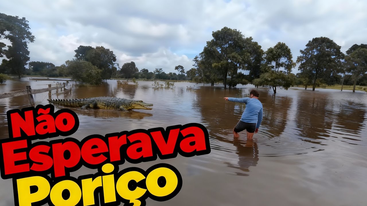 O JACARÉ ESTAVA NO PASTO..