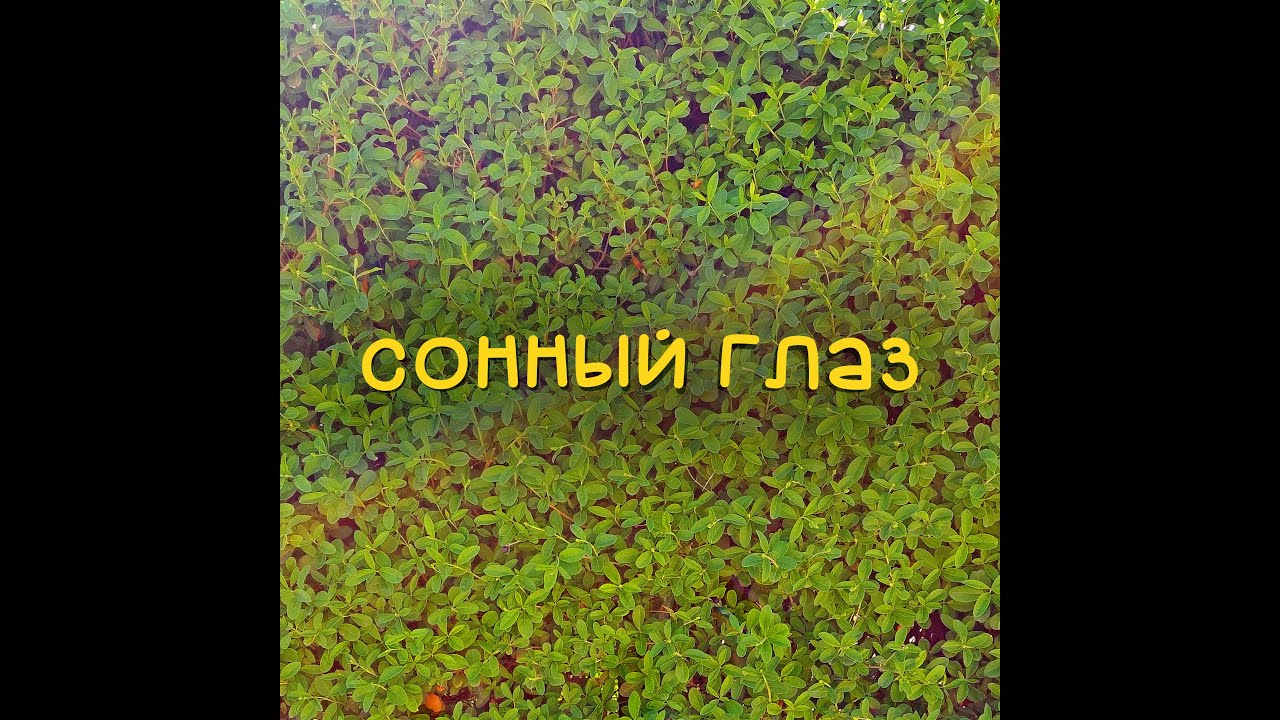 Parasat  - Сонный Глаз (Official Lyric Video)