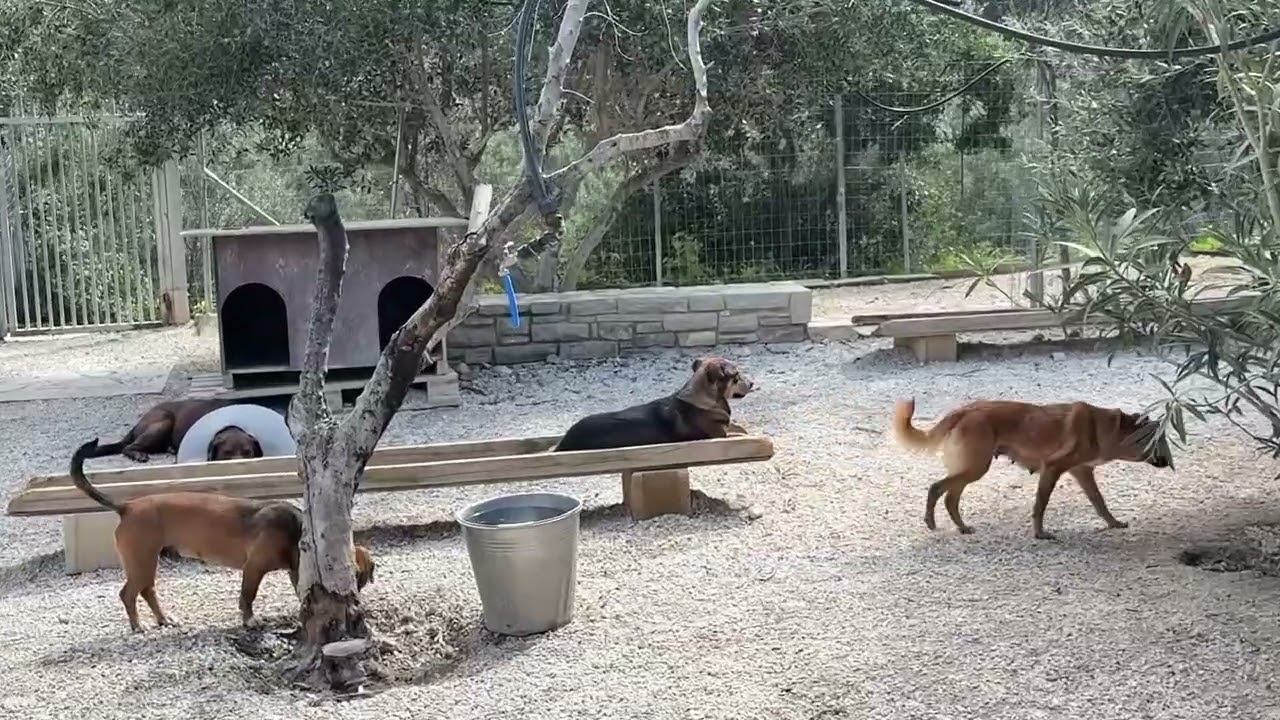 Bunny and Friends Relaxing in the Sun - Takis Shelter