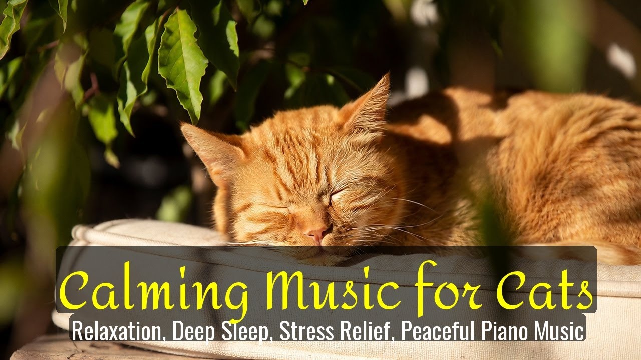 Calming Music for Cats - Relaxation, Deep Sleep, Stress Relief, Peaceful Piano Music | Season 70