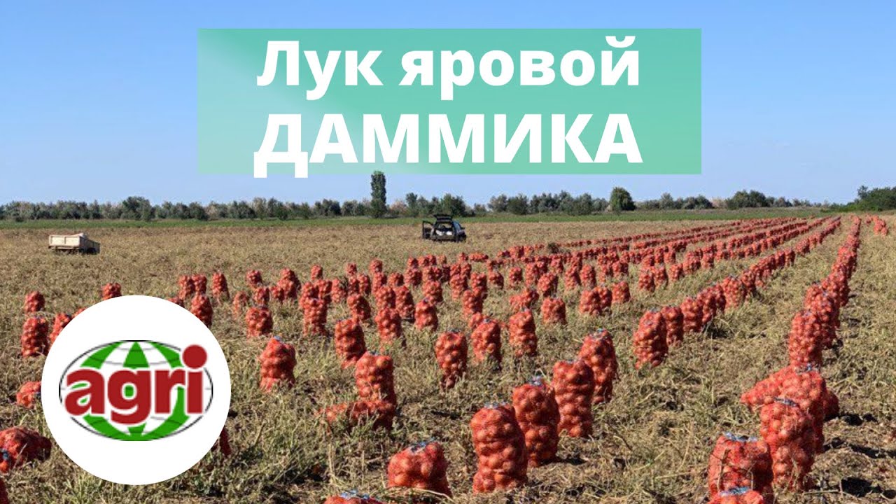 Лук ДАММИКА от Agri Saaten. Шикарный урожай превосходного качества.