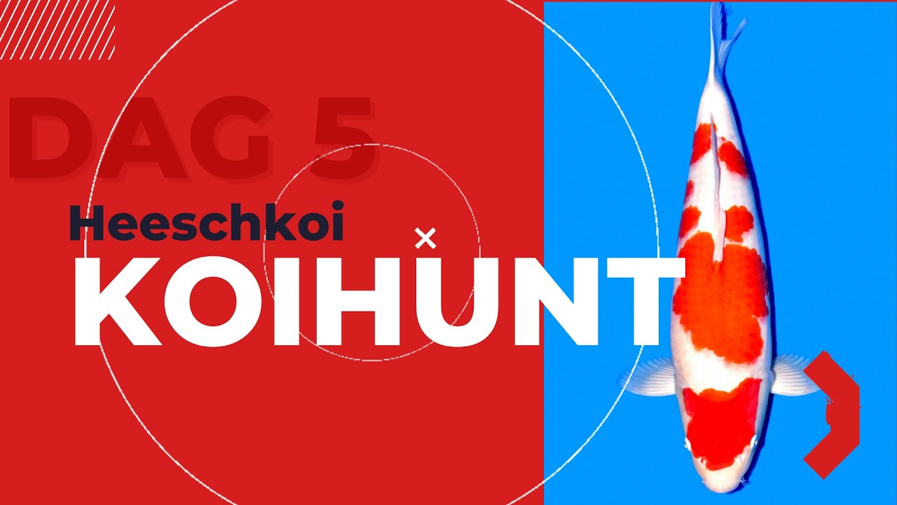 Dag 5 | Heeschkoi big kohaku Hoshikin  2sai harvest koi Mudpond 