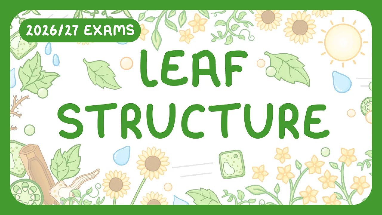GCSE Biology - Structure of a Leaf | Plant Cell Organisation (2026/27 exams)