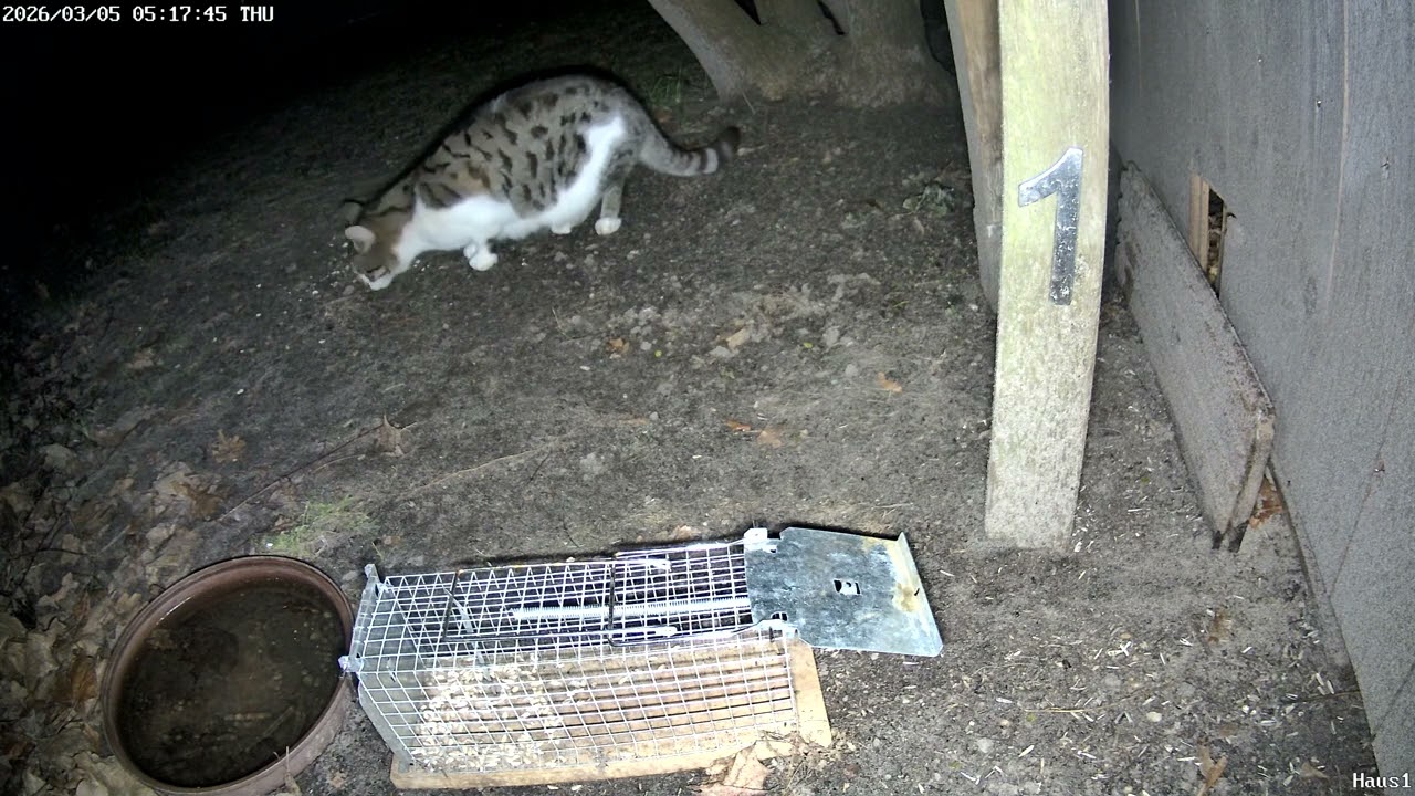 die weiss graue Katze und die Mäuse verpassen sich