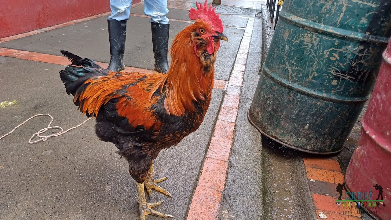 Festival Del Pollo Criollo En Guayatá, Boyacá. (Ferias de Mitaca 2025)