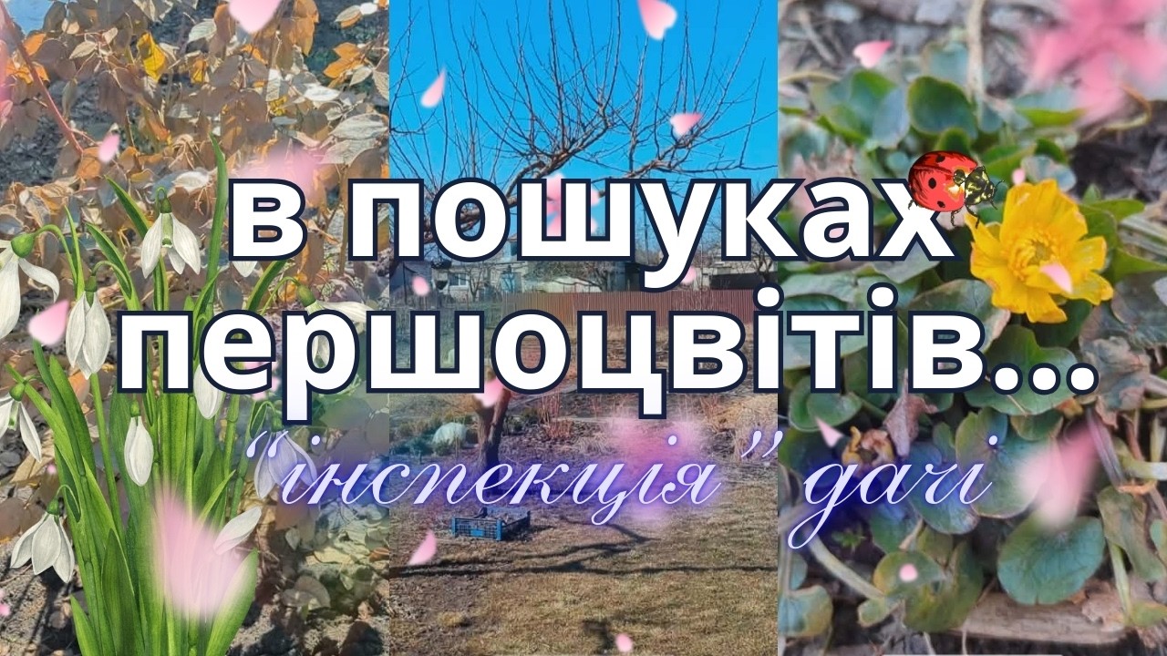 Перший погляд на троянди: як перезимувала дача? Мої рослини після морозної зими. Чи є вже першоцвіти