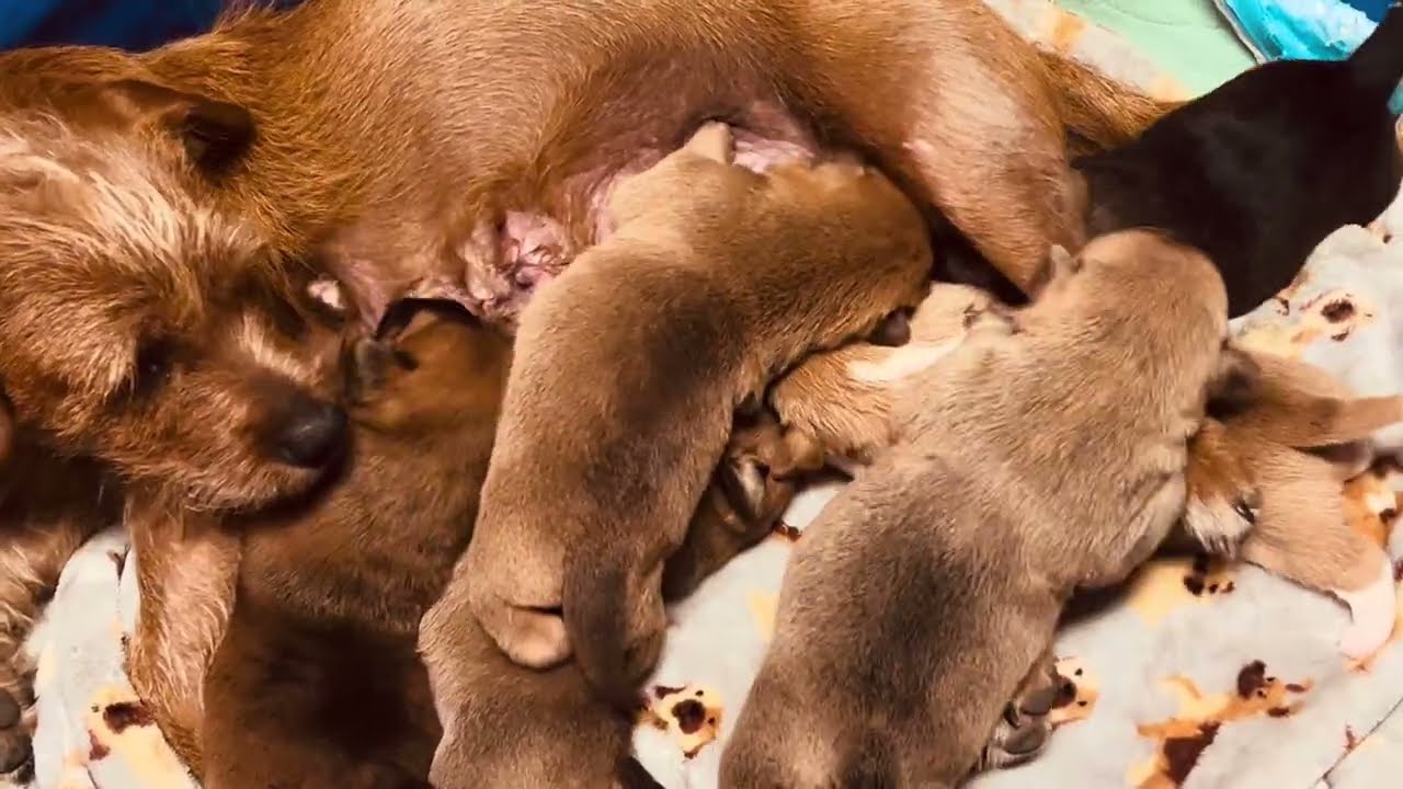 PUPPIES 18 DAYS OLD! 