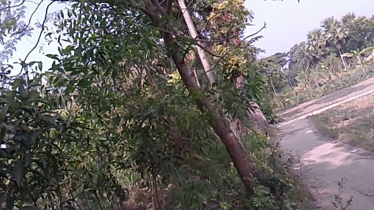 การตอนมะละกอ โดยไม่ใช้ดิน ไม่ใช้แกลบ ไม่ใช้ขุยมะพร้าว ใช้แค่น้ำเปล่า Crop cultivation method   325