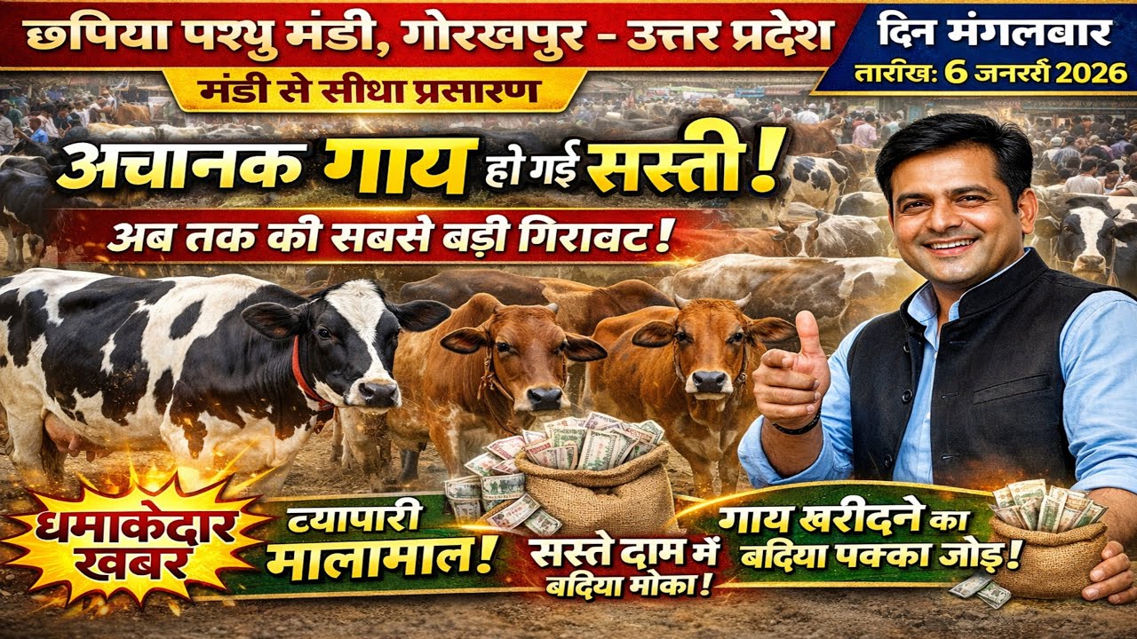 दोपहर बाद छपिया मंडी में बड़ा धमाका 💥अचानक गाय हुई सस्ती 😲 | LIVE 6 जनवरी 2026