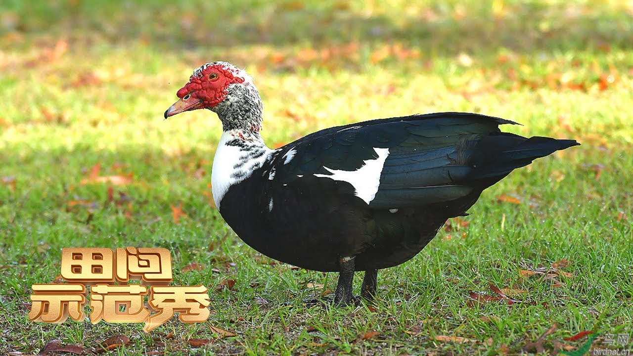 养殖专家教你摸清番鸭习性！让爱打架、不服管的番鸭也能轻松养好！丨「田间示范秀」20230215
