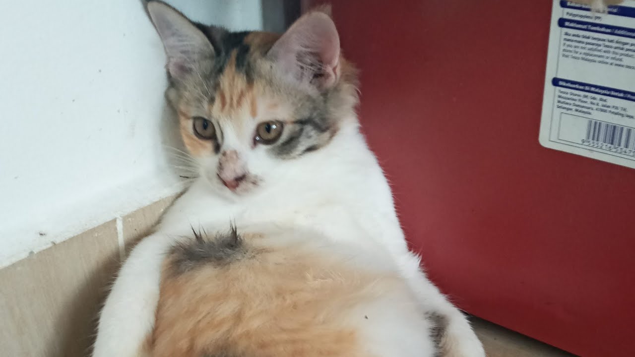 Time Machine Cats !!!! Longest Daily Cat's Story