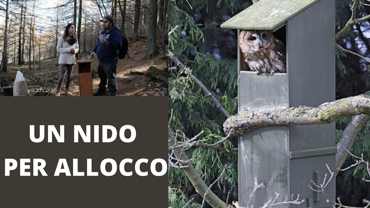 Un nido per Allocco