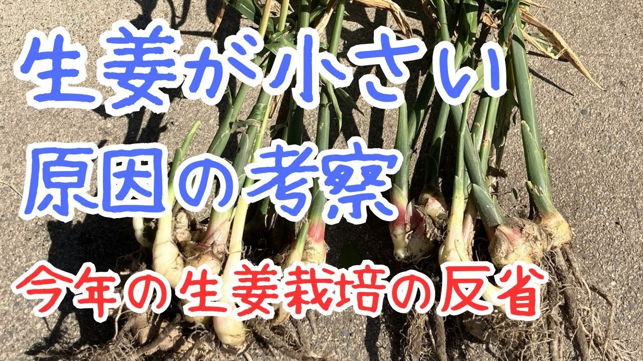 生姜が小さい原因の考察  今年の生姜栽培の反省