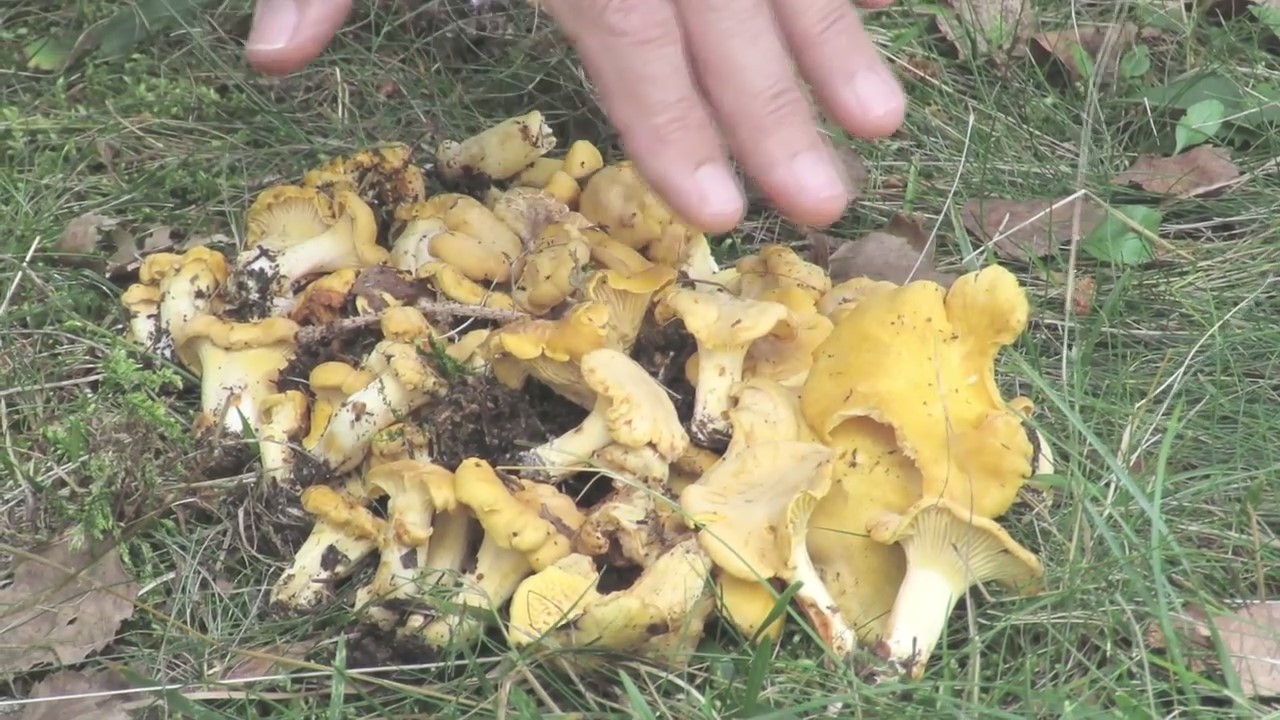 Cantharellus cibarius (finferlo, gallinaccio, galletto)