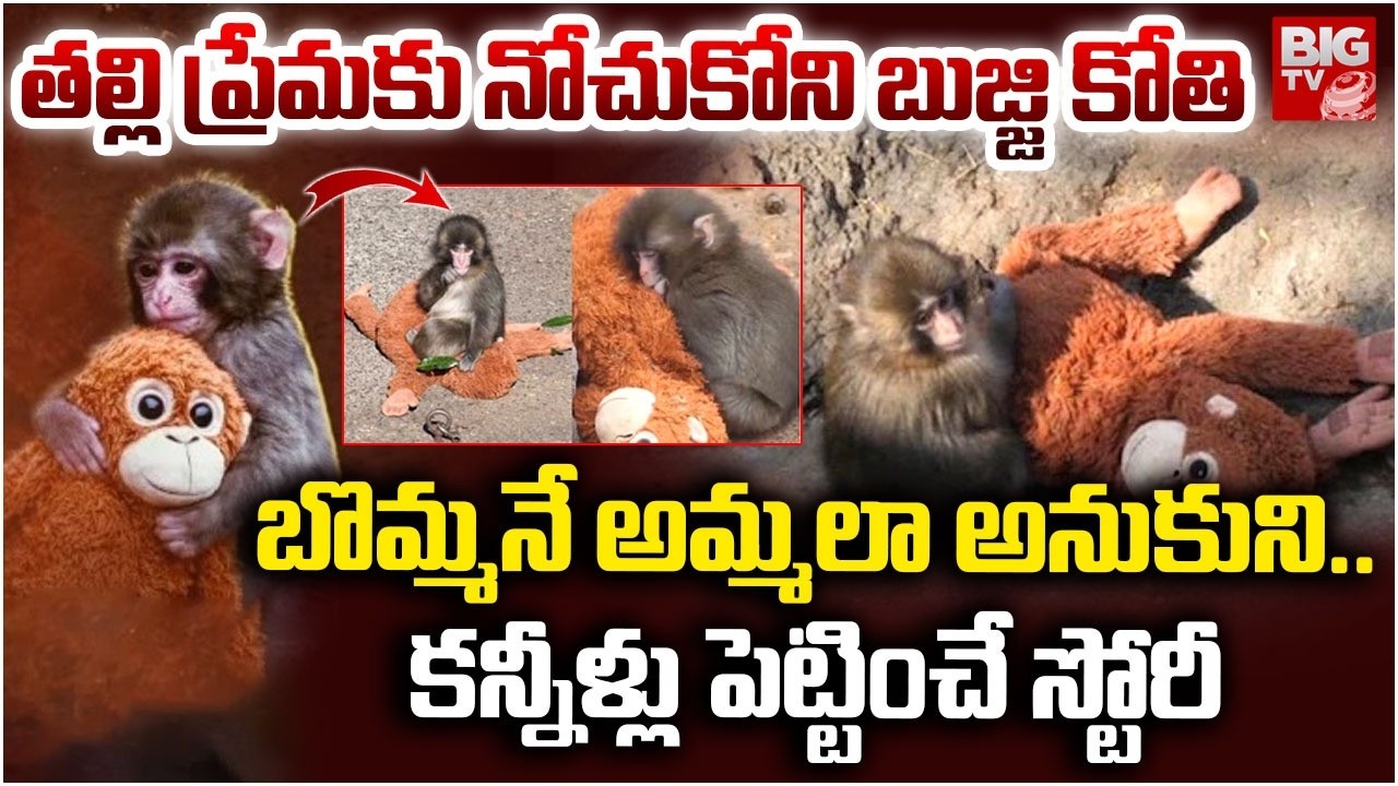 తల్లి ప్రేమకు నోచుకోని బుజ్జి కోతి | Viral Baby Monkey Punch Sad Story | Reason For Mother's Abandon