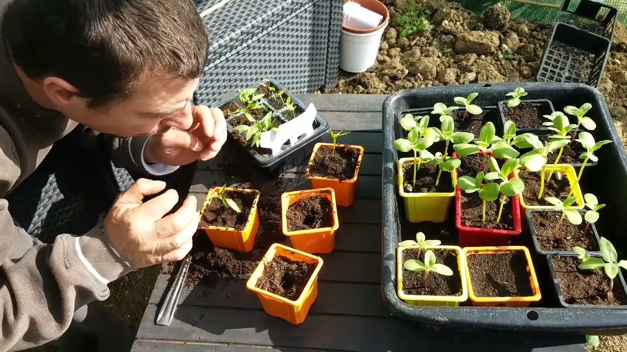 pastèques, 🍉🍉melons🥝...allé en route les cucurbitacés 🥒🍆         on continue à remplir la serre 😍😍