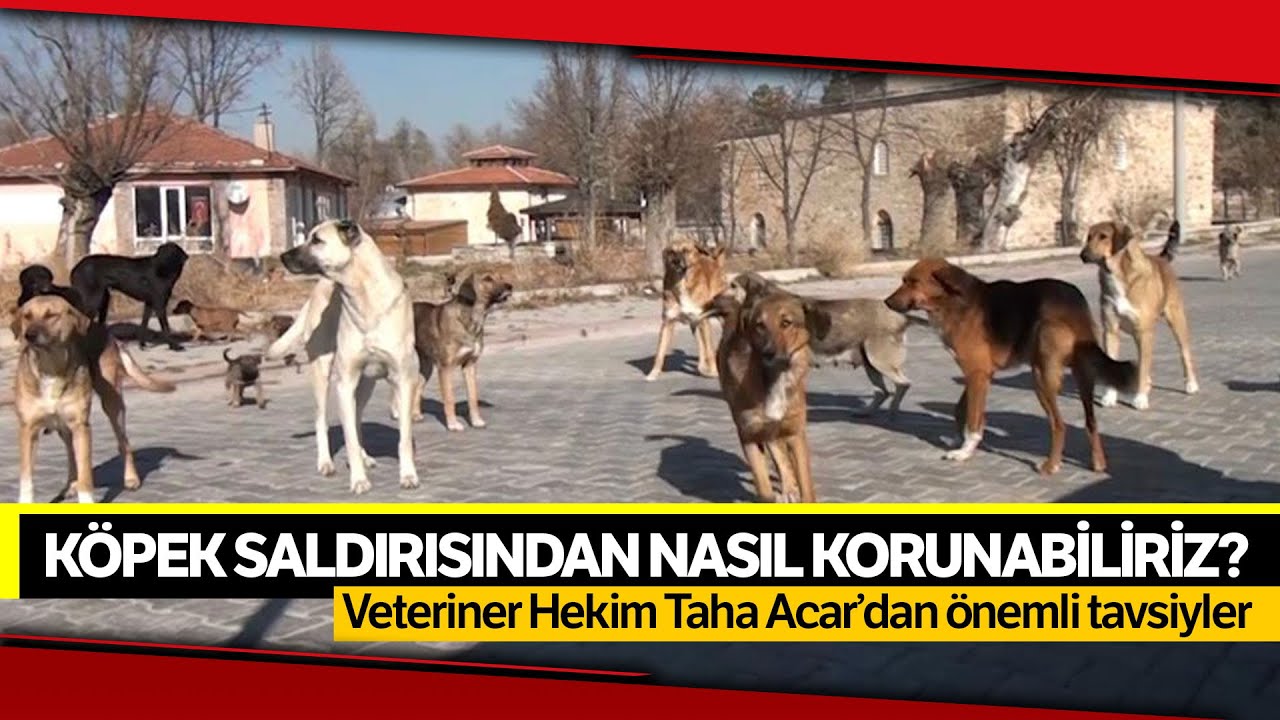 Köpeklerin Saldırısından Nasıl Korunabiliriz?  Veteriner Hekim Acar'dan, Önemli Tavsiyeler