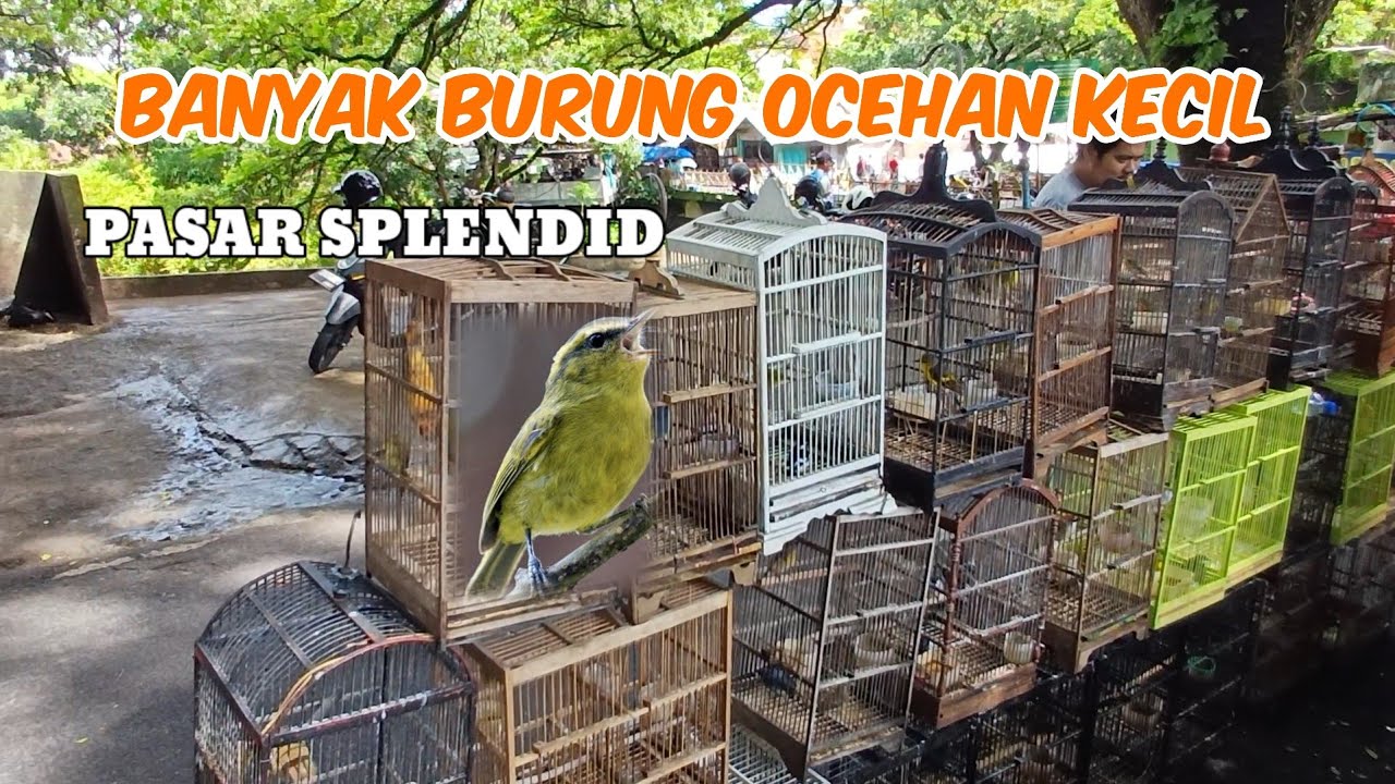 PASAR SPLENDID MALANG banyak burung bungkusan serta ocehan kecil
