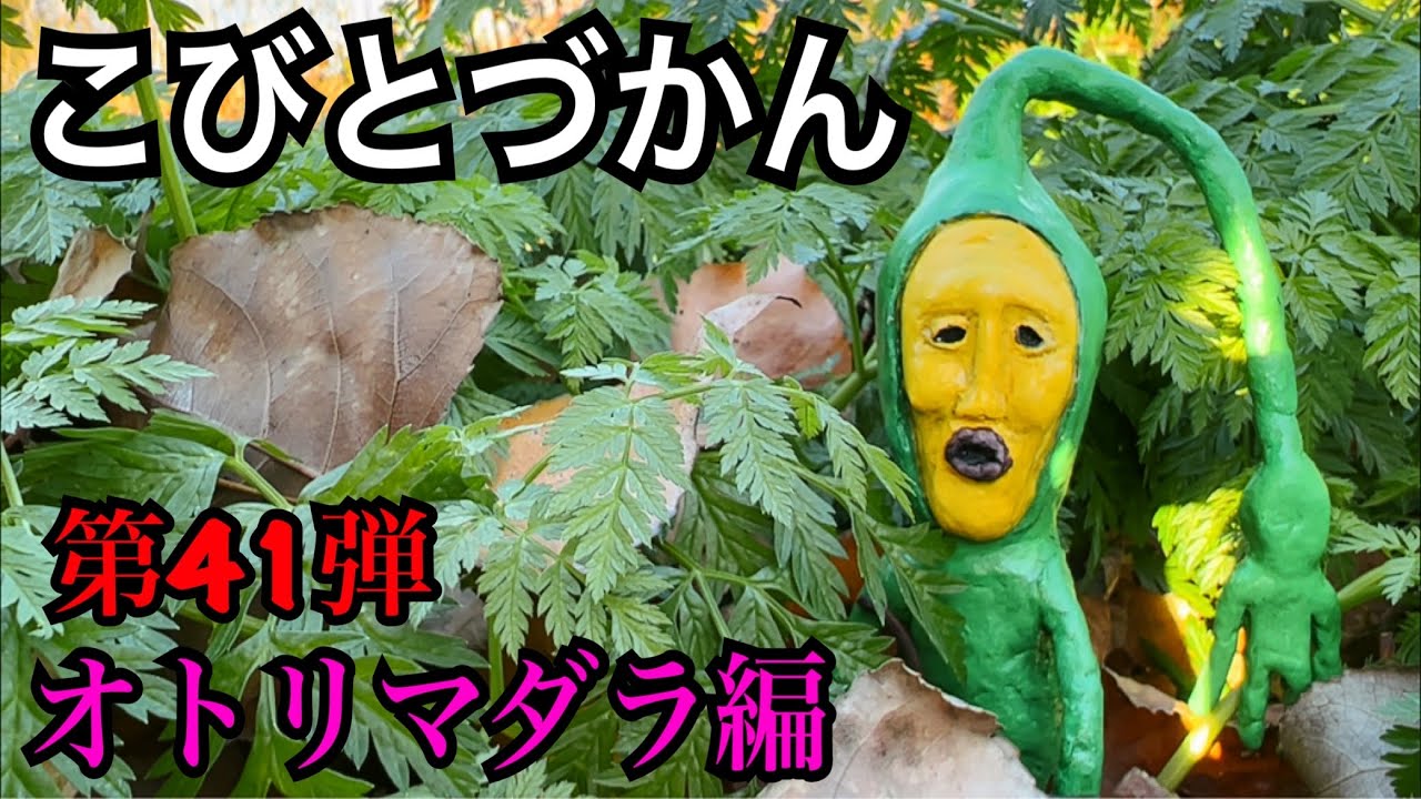 【こびとづかん】オトリマダラ見つけるまで帰れま10！！！