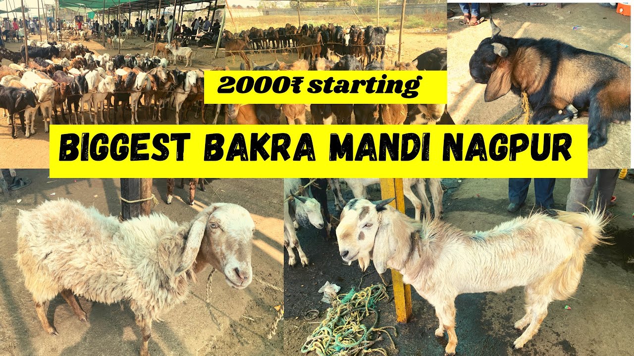 Biggest Bakra Mandi Nagpur | Kalamna Ka  Bakra Market | 2000₹ desi bakre start | Nagpurkar Nishant