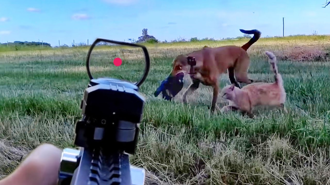 MIRA REFLEX EN EL RIFLE??  CAZA Y PESCA.  BUSQUE MILI!🐶🐶🕊️ AVENTURA EN EL BRAVO