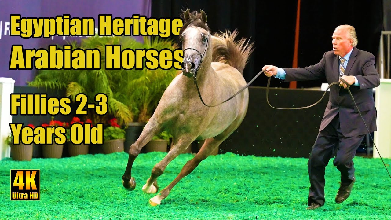 Egyptian Heritage Arabian Horses - 2-3 Yr Old Fillies at Scottsdale Arabian Horse Show 2024