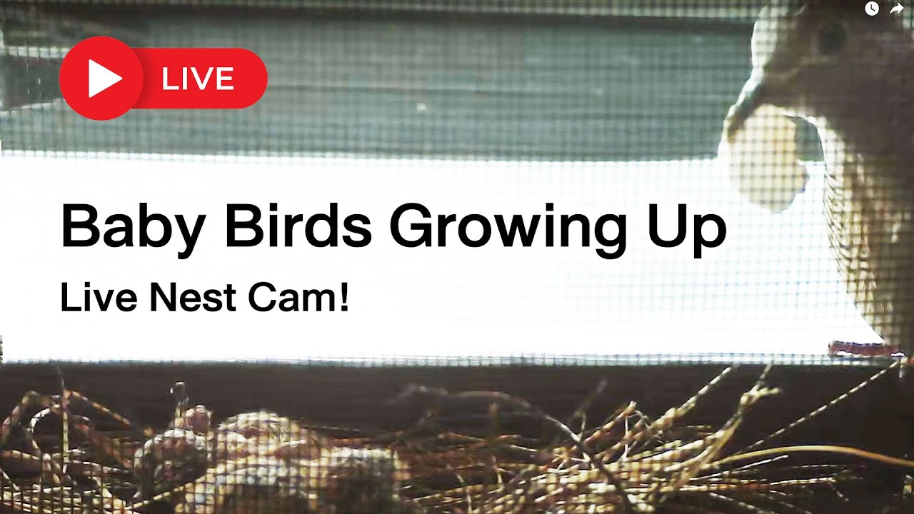[🔴 LIVE ]  Baby Birds Growing Up &ndash; Live Nest Cam!